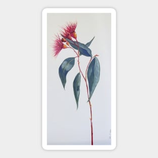 Red Gumnut flower Stem Sticker